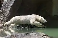 The polar bears at the zoo are ambassadors for their endangered relatives in the wild.