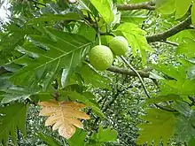 Artocarpus altilis in Hawaii