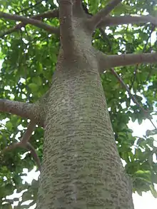 Bark of Artocarpus nitidus subsp. lingnanensis