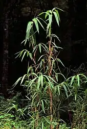 Bamboo stalks