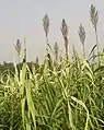 Reedbed of Arundo donax