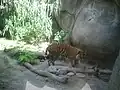 Asian tiger