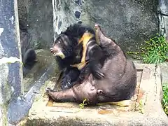 Formosan black bear