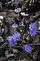 Anemone hepatica var. japonica