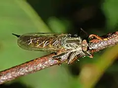 Female, dorsal view