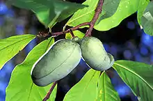 Pawpaw tree