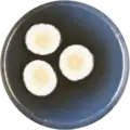 Aspergillus alabamensis growing on CYA plate