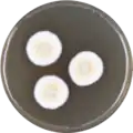 Aspergillus alabamensis growing on MEAOX plate