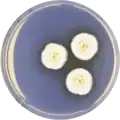 Aspergillus allahabadii growing on CYA plate