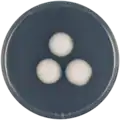 Aspergillus assulatus growing on CYA plate