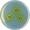 Aspergillus astellatus growing on CYA plate