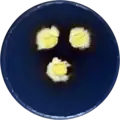 Aspergillus aurantiopurpureus growing on CYA plate