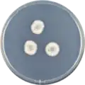 Aspergillus brevijanus growing on CYA plate