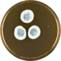 Aspergillus brevijanus growing on MEAOX plate