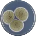 Aspergillus caespitosus growing on CYA plate