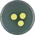 Aspergillus campestris growing on CYA plate