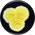 Aspergillus caperatus growing on YES plate