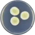 Aspergillus chevalieri growing on CYA plate