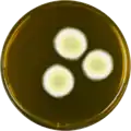 Aspergillus chevalieri growing on MEAOX plate