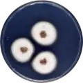 Aspergillus chinensis growing on CYA plate