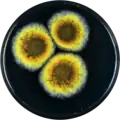 Aspergillus cibarius growing on YES plate