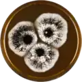 Aspergillus costaricaensis growing on MEAOX plate