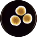 Aspergillus dimorphicus growing on MEAOX plate