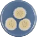 Aspergillus elegans growing on CYA plate