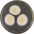 Aspergillus elegans growing on MEAOX plate