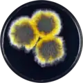 Aspergillus endophyticus growing on YES plate