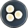 Aspergillus floccosus growing on CYA plate