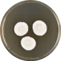 Aspergillus frequens growing on MEAOX plate