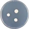 Aspergillus galapagensis growing on CYA plate