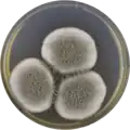 Aspergillus giganteus growing on CYA plate