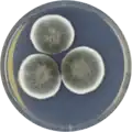 Aspergillus gorakhpurensis growing on CYA plate