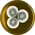 Aspergillus gorakhpurensis growing on MEAOX plate