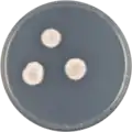 Aspergillus hiratsukae growing on CYA plate