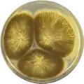 Aspergillus indologenus growing on CYA plate