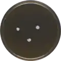 Aspergillus insolitus growing on MEAOX plate