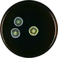 Aspergillus intermedius growing on MEAOX plate