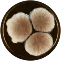 Aspergillus lacticoffeatus growing on MEAOX plate