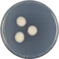 Aspergillus luppii growing on CYA plate