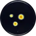 Aspergillus mallochii growing on YES plate