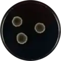 Aspergillus montevidensis growing on CYA plate