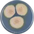 Aspergillus muricatus growing on CYA plate