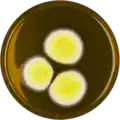 Aspergillus neoafricanus growing on MEAOX plate