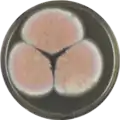 Aspergillus neoauricomus growing on MEAOX plate