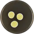 Aspergillus neoflavipes growing on MEAOX plate