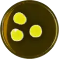 Aspergillus neoniveus growing on MEAOX plate