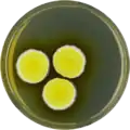 Aspergillus neoniveus growing on YES plate